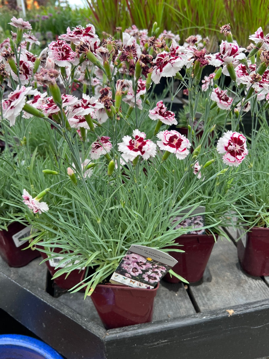 Dianthus 'Angel of Enlightenment' Qt.