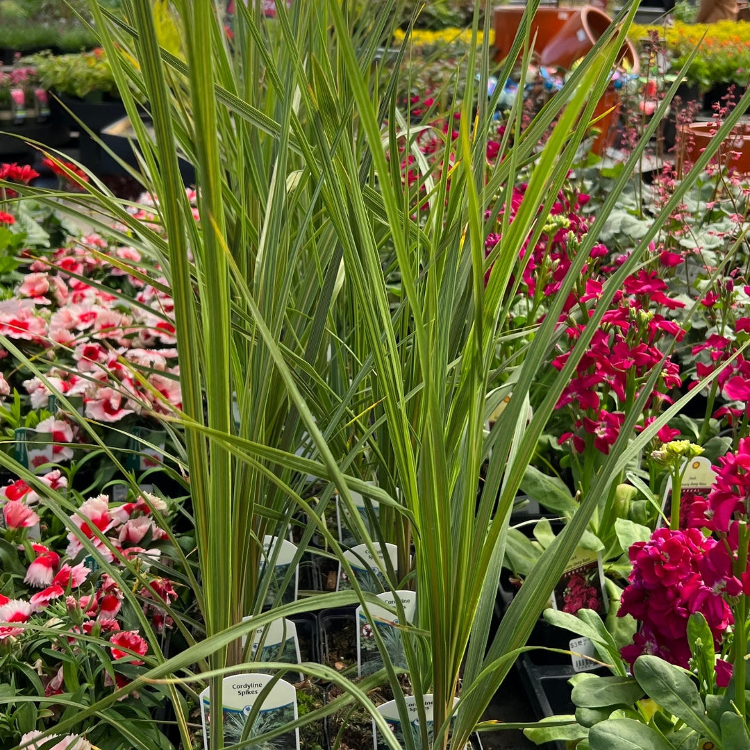 Watson's Greenhouse 