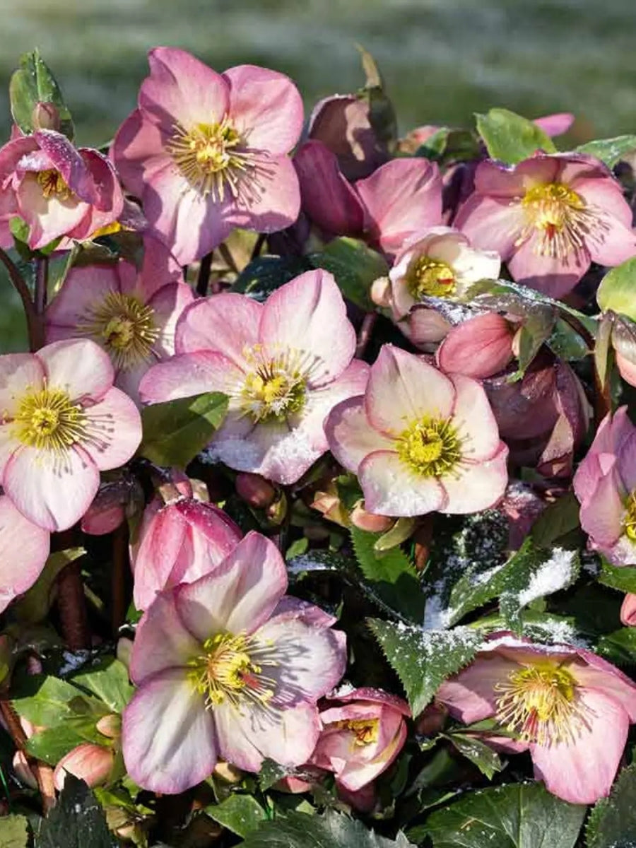 Hellebore Ice N' Roses 'Early Rose' 1G