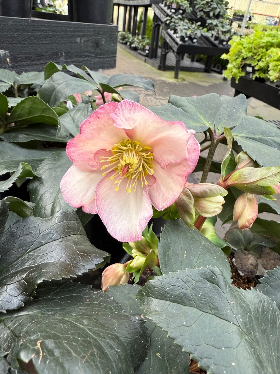 Hellebore Ice N' Roses 'Early Rose' 1G