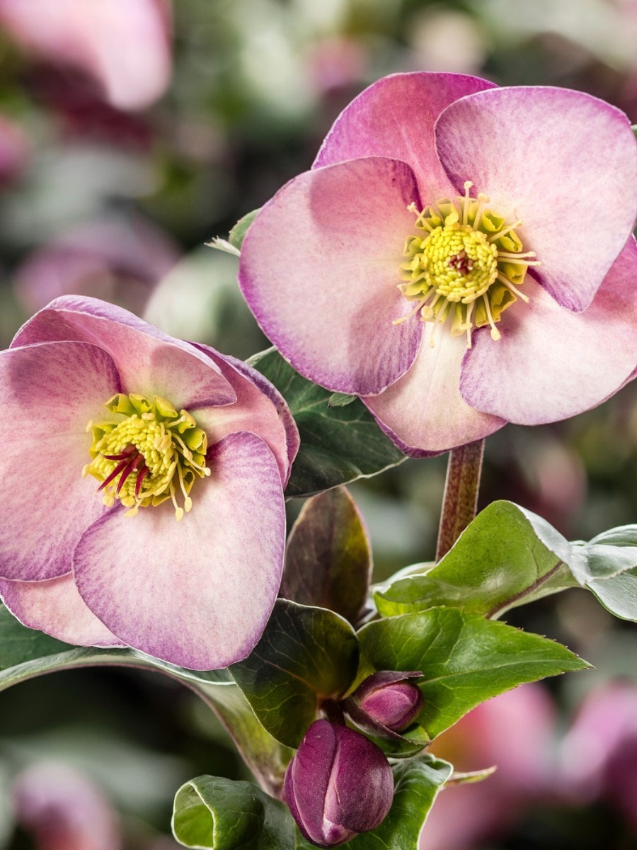 Hellebore Ice N' Roses 'Early Rose' 1G