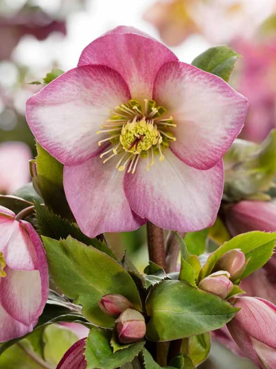 Hellebore Ice N' Roses 'Early Rose' 1G