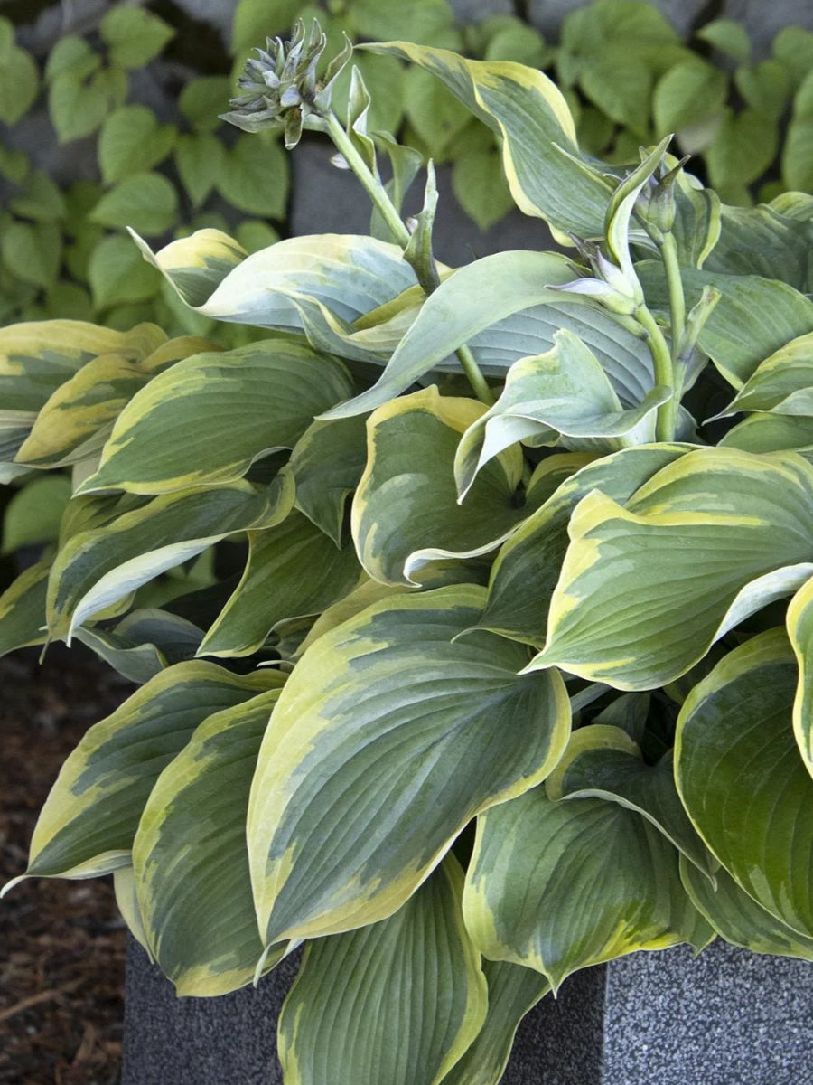 Hosta 'Earth Angel' Qt.