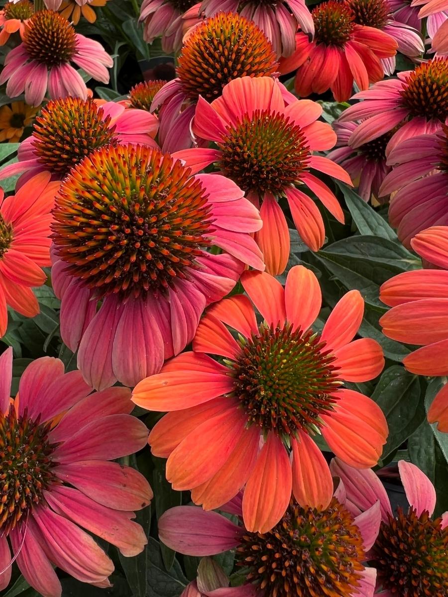 Echinacea Sombrero® 'Hot Coral' 1G