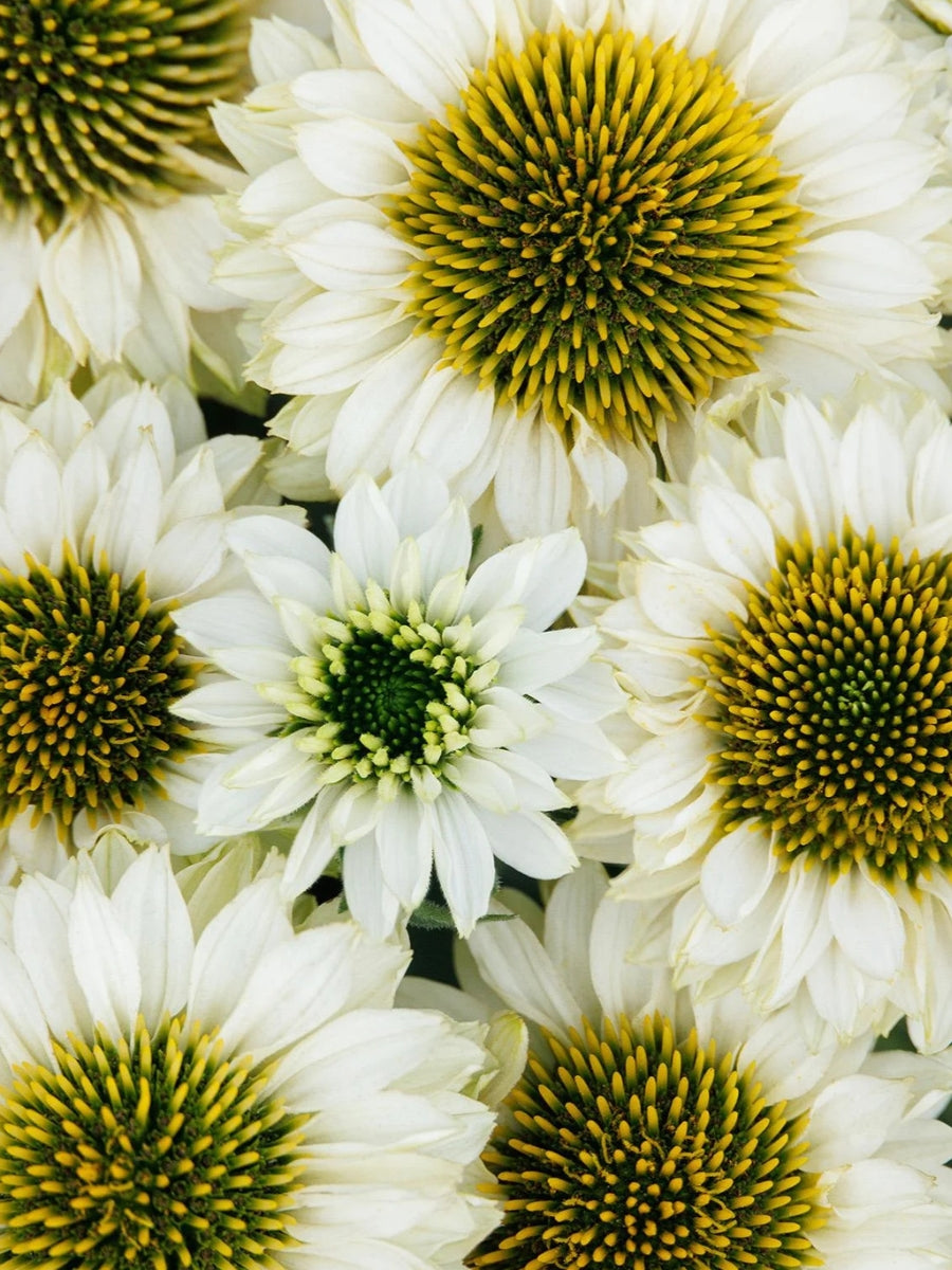 Echinacea Sunseekers™ White Perfection 1G