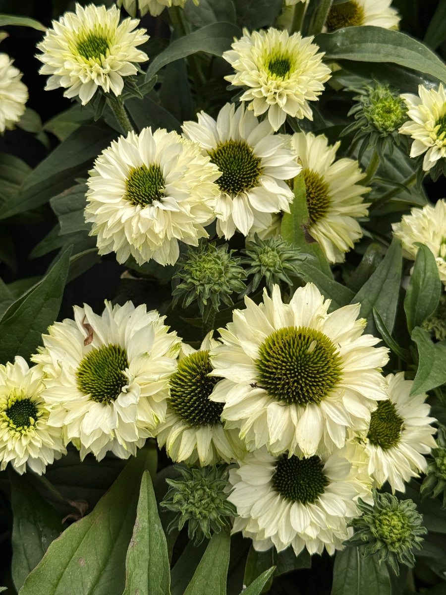 Echinacea Sunseekers™ White Perfection 1G