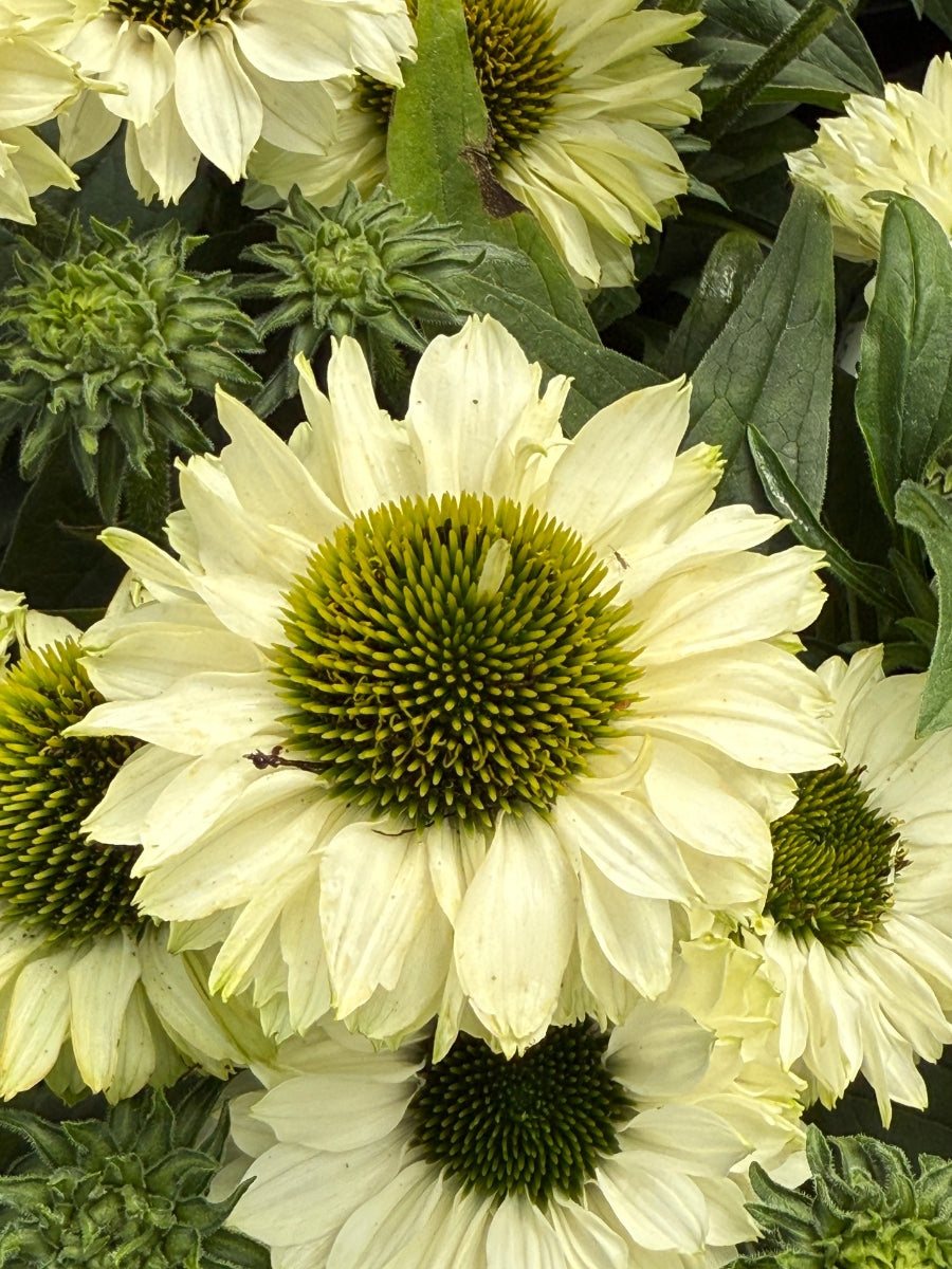 Echinacea Sunseekers™ White Perfection 1G