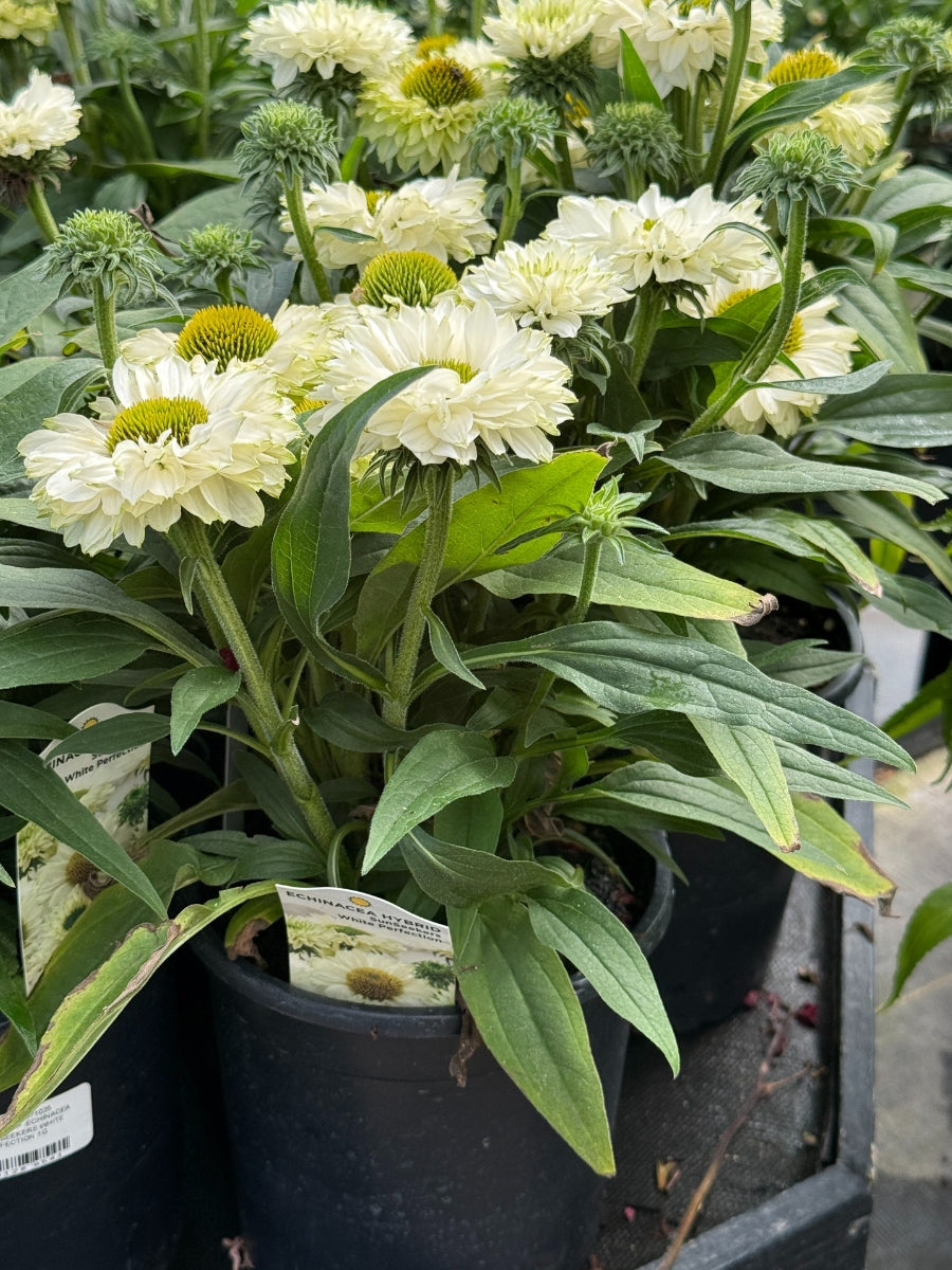 Echinacea Sunseekers™ White Perfection 1G