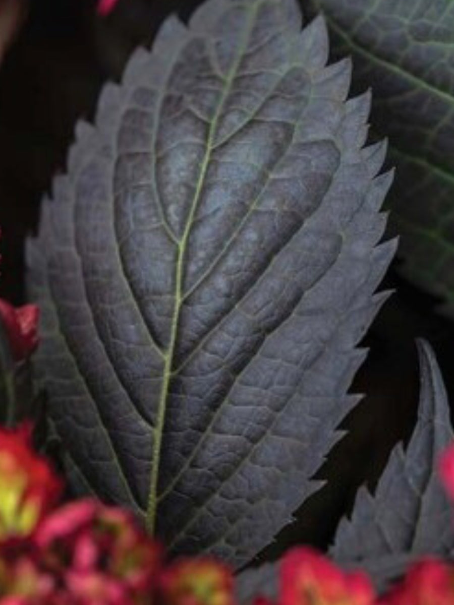 Hydrangea Macrophylla | First Editions® Eclipse®