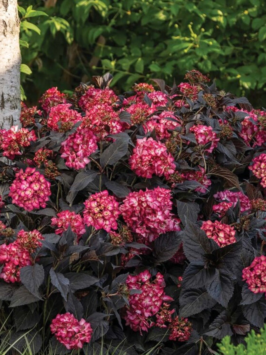Hydrangea Macrophylla | First Editions® Eclipse®