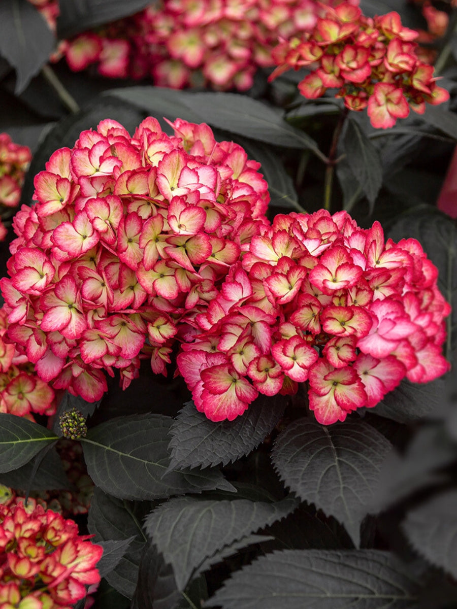 Hydrangea Macrophylla | Eclipse® 2G