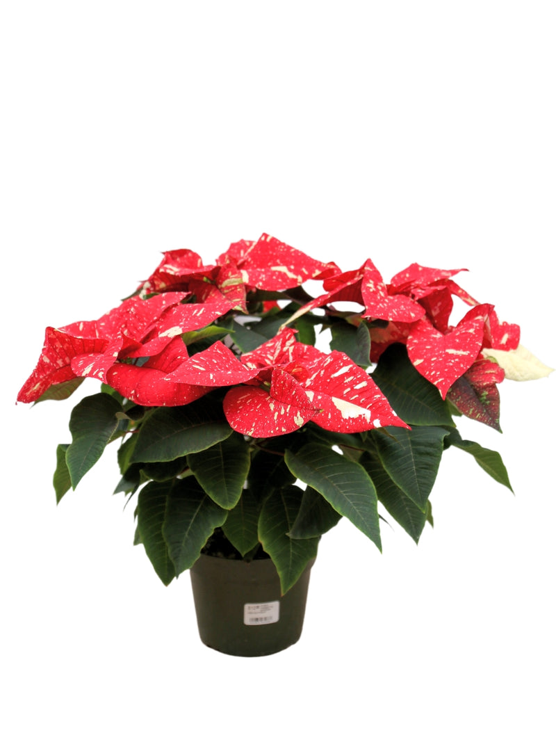 Poinsettia 'Superba New Glitter'