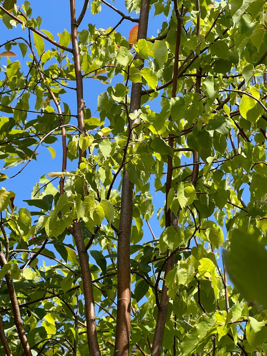 Tilia Cordata Shamrock Linden 10G