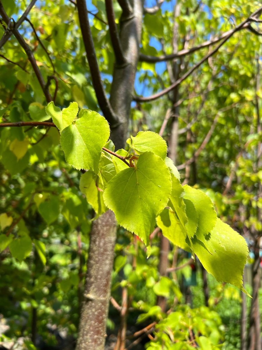 Tilia Cordata Shamrock Linden 10G