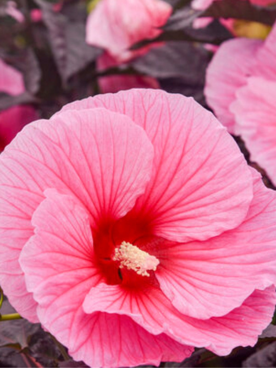 Hardy Hibiscus Summerific® 'Edge of Night' 3G