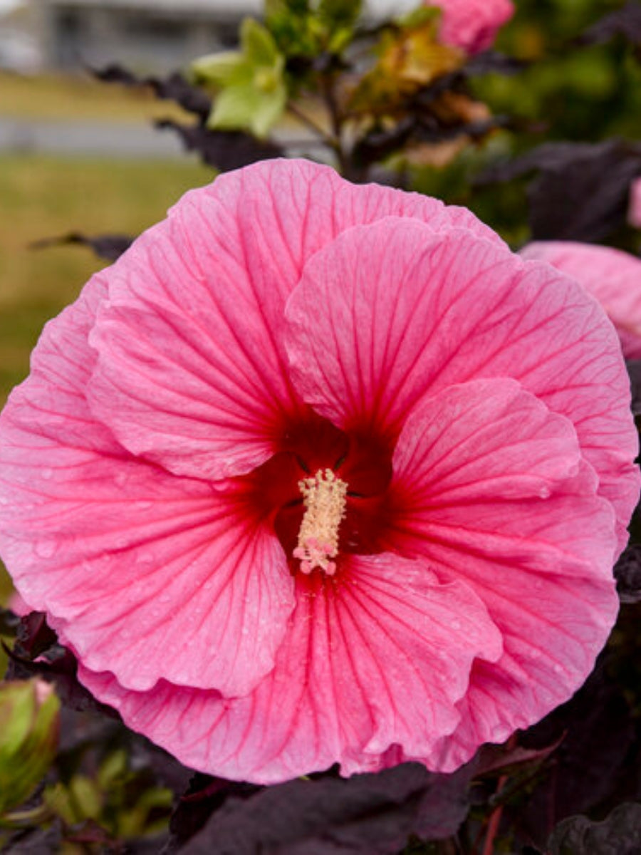 Hardy Hibiscus Summerific® 'Edge of Night' 3G
