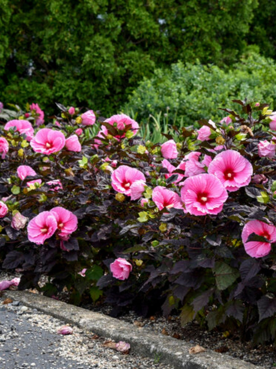 Hardy Hibiscus Summerific® 'Edge of Night' 3G