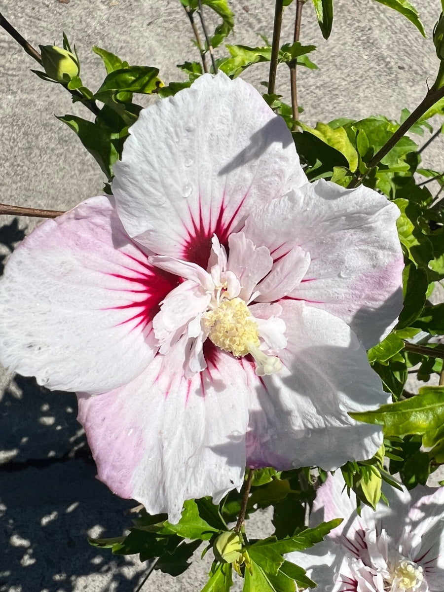 Hibiscus Rose of Sharon 'Fiji™' 2G