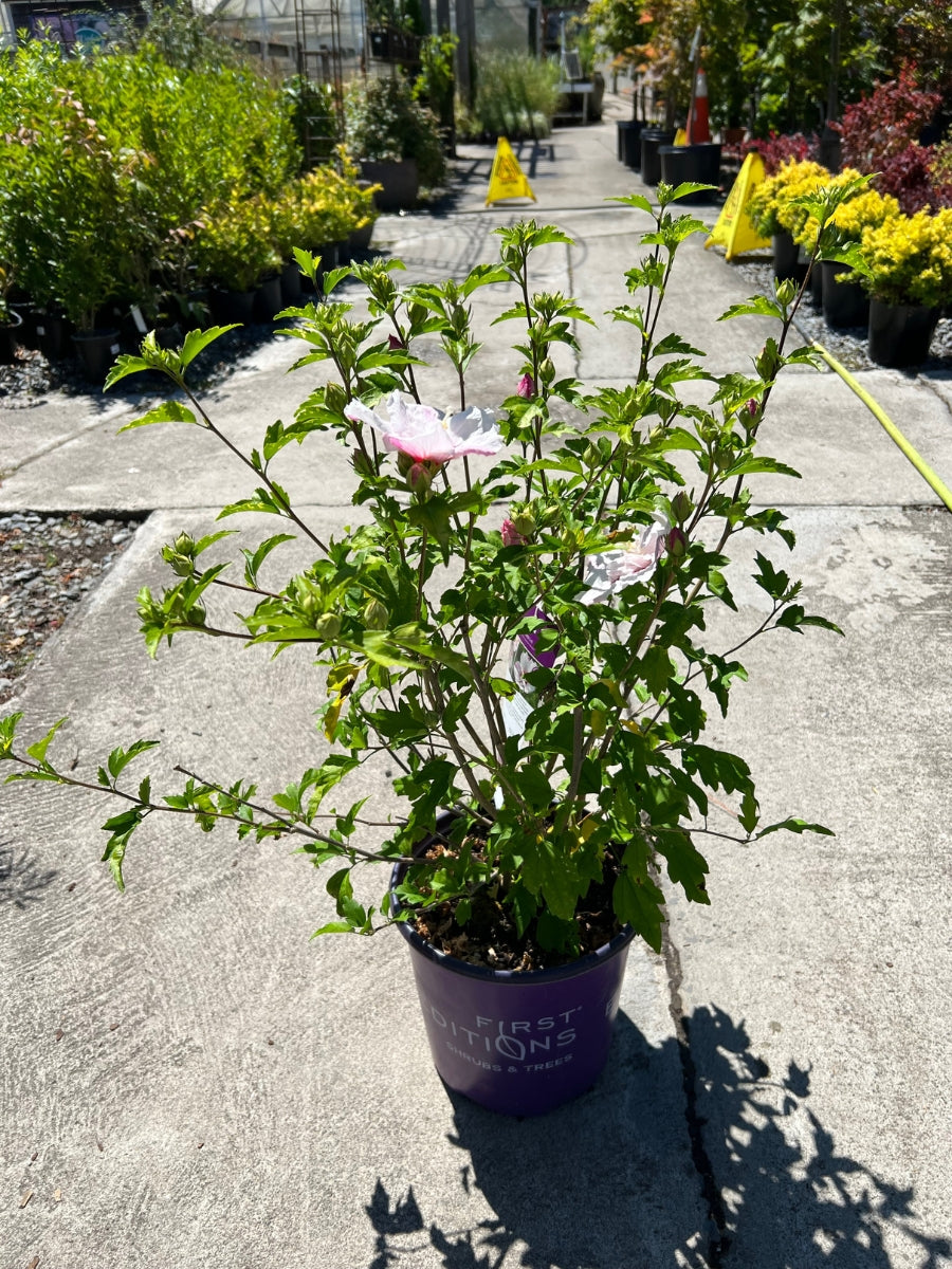 Hibiscus Rose of Sharon 'Fiji™' 2G