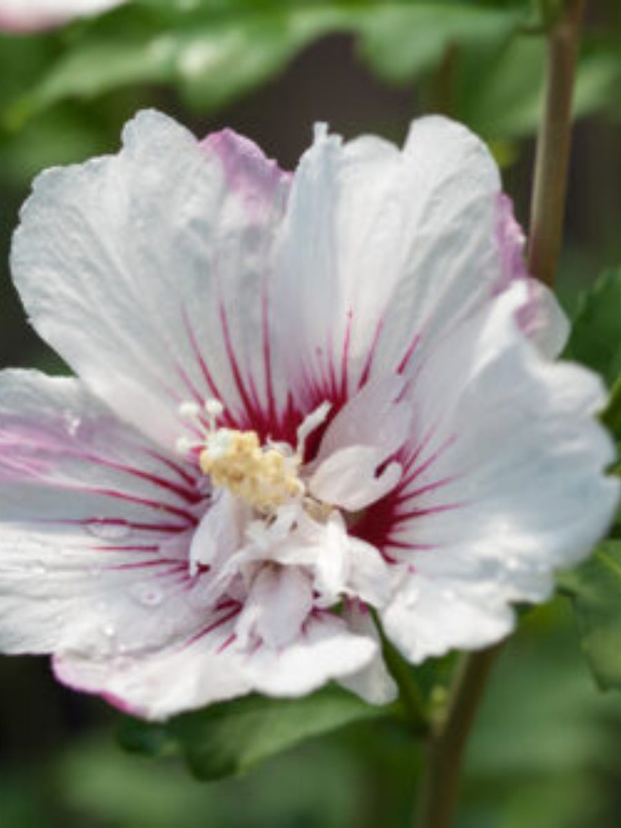 Hibiscus Rose of Sharon 'Fiji™' 2G