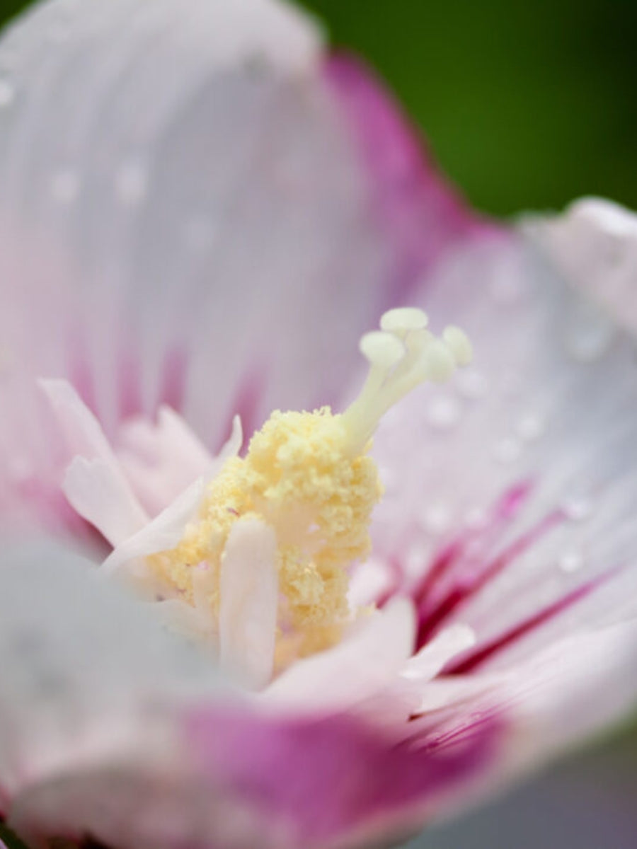 Hibiscus Rose of Sharon 'Fiji™' 2G