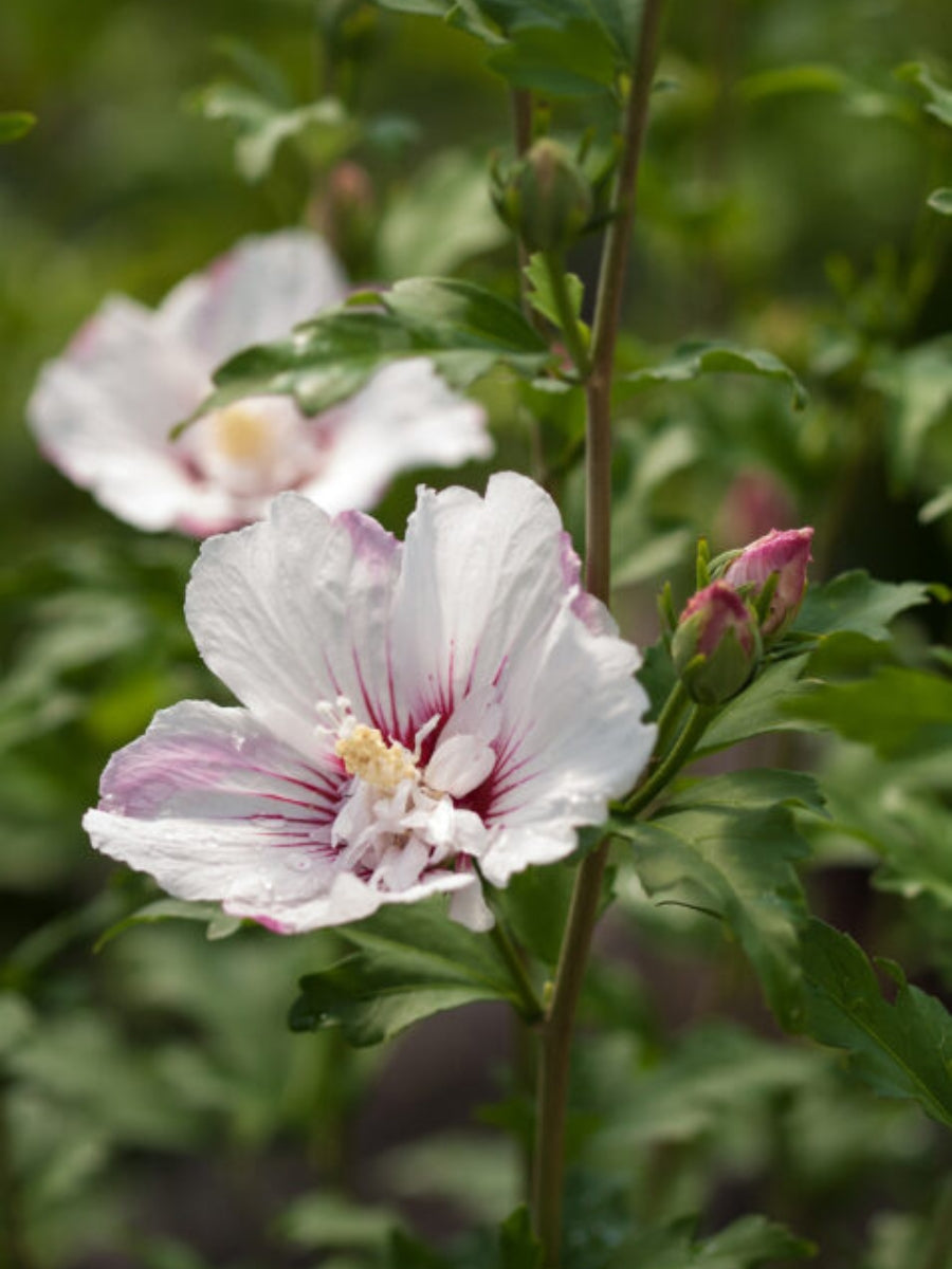 Hibiscus Rose of Sharon 'Fiji™' 2G