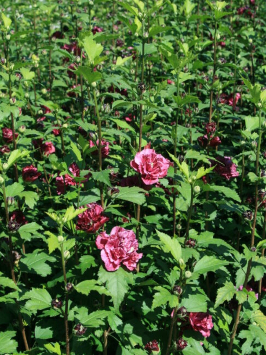 Hibiscus Rose of Sharon 'French Cabaret™ Red' 2G