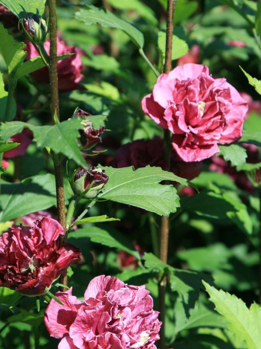 Hibiscus Rose of Sharon 'French Cabaret™ Red' 2G