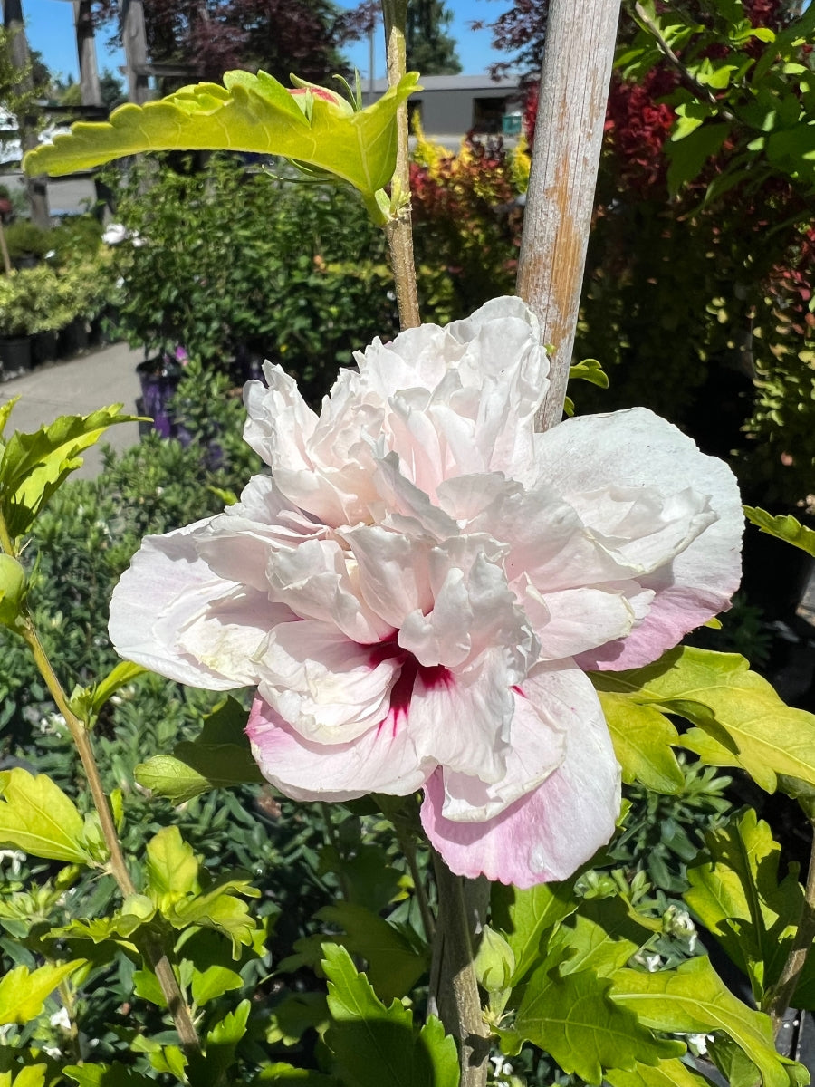 Hibiscus Rose of Sharon 'French Cabaret™ Blush' Tree 5G