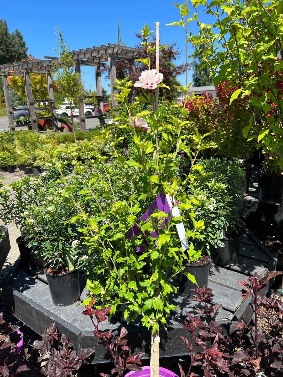 Hibiscus Rose of Sharon 'French Cabaret™ Blush' Tree 5G