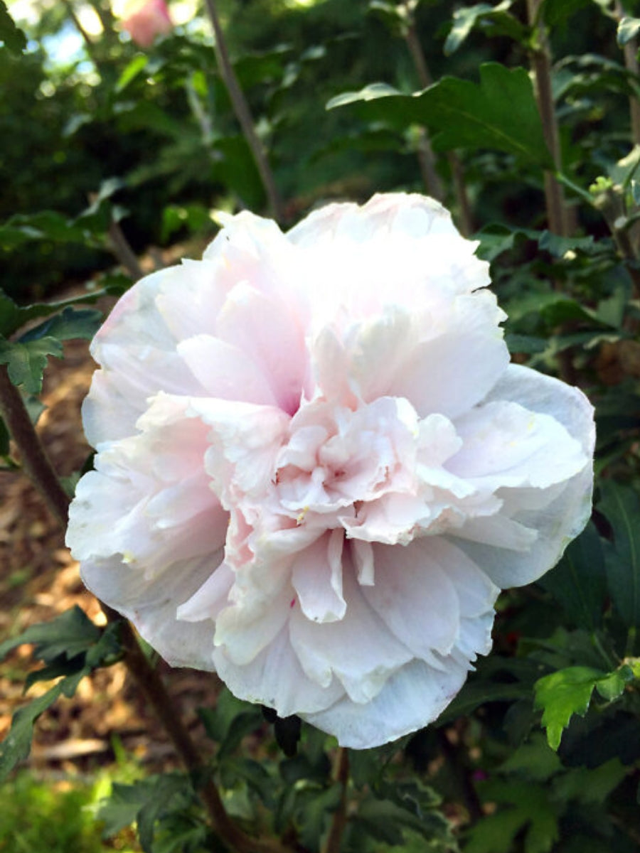 Hibiscus Rose of Sharon 'French Cabaret™ Blush' Tree 5G