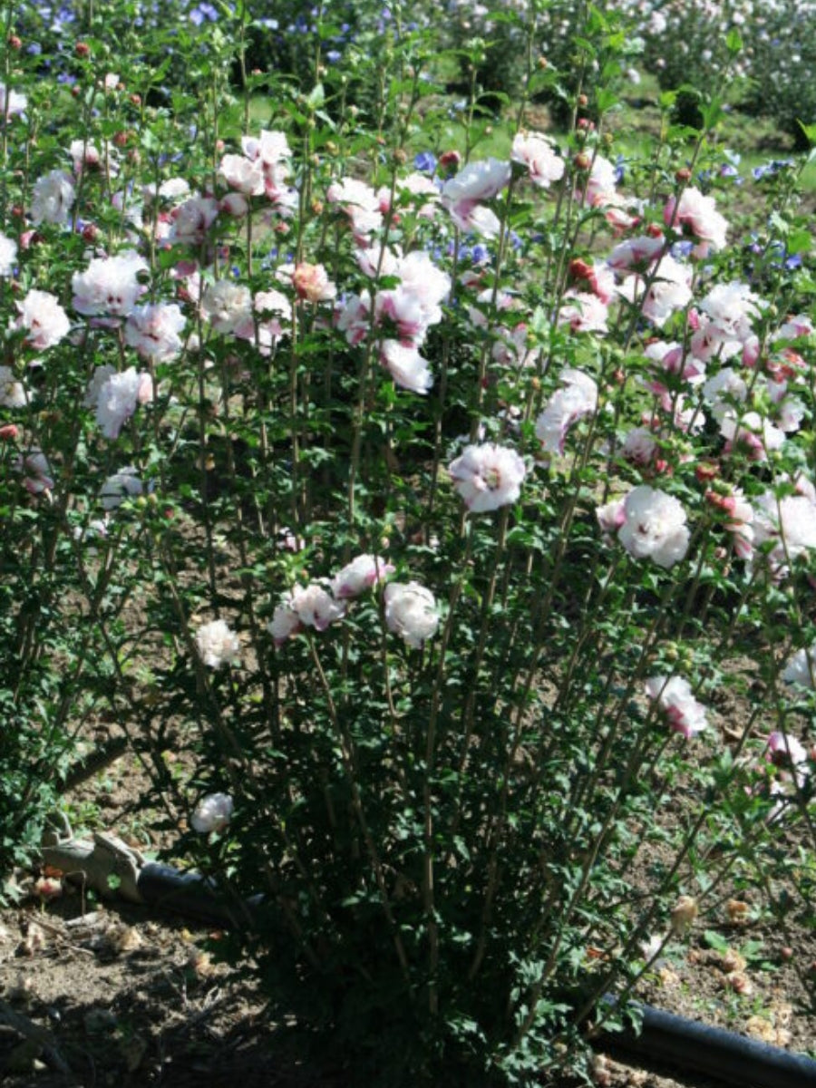 Hibiscus Rose of Sharon 'French Cabaret™ Blush' Tree 5G