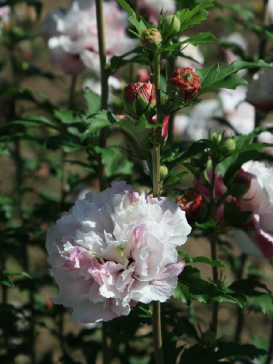 Hibiscus Rose of Sharon 'French Cabaret™ Blush' Tree 5G