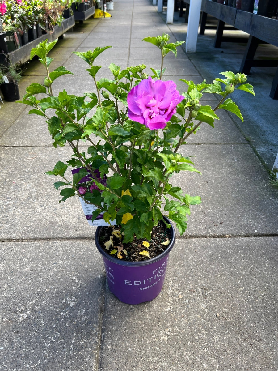 Hibiscus Rose of Sharon 'Tahiti™' 2G