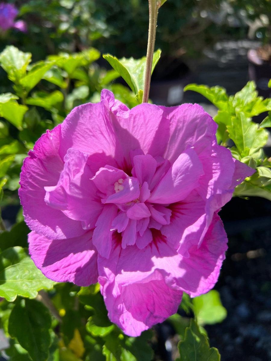 Hibiscus Rose of Sharon 'Tahiti™' 2G