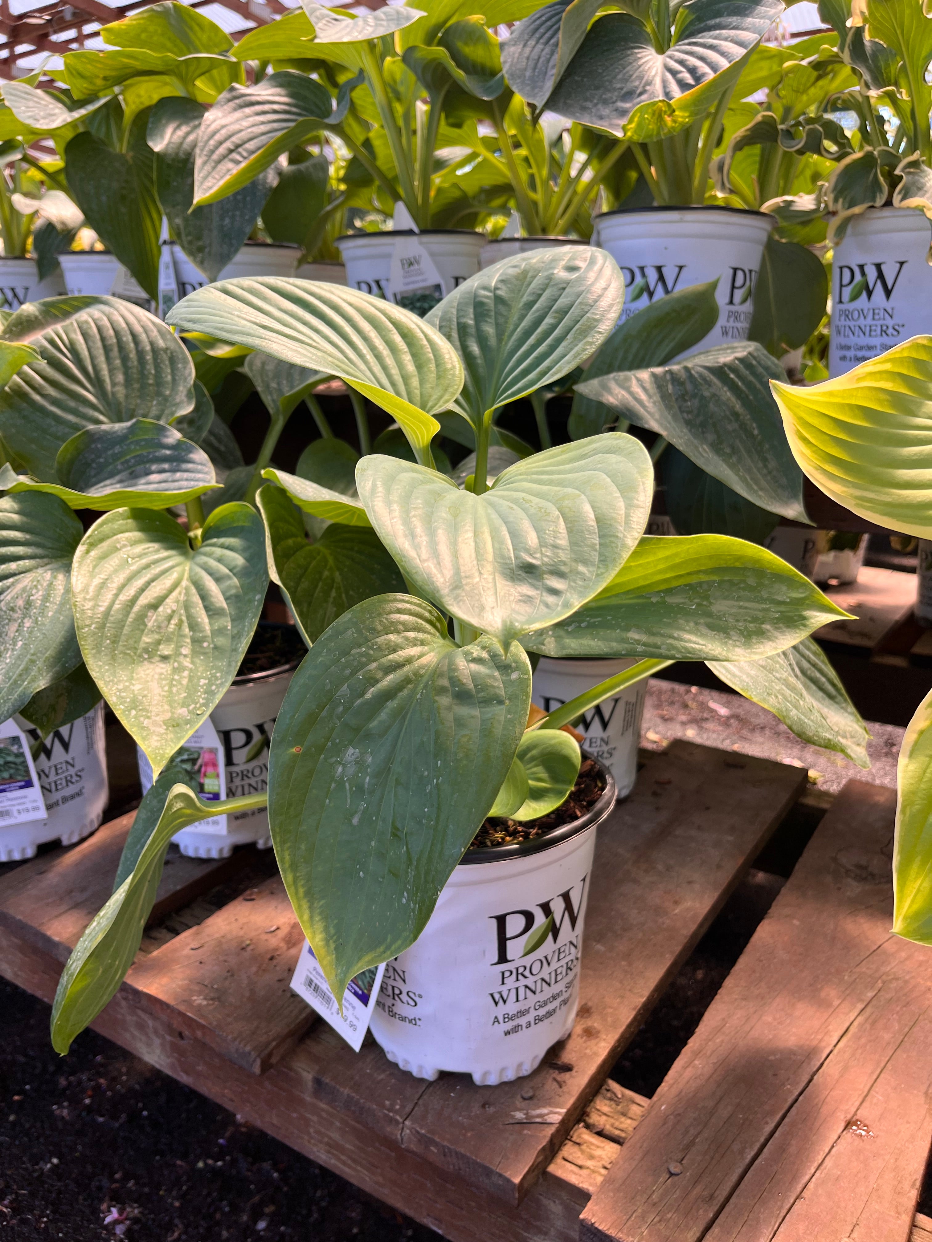 Hosta 'Empress Wu' 1G