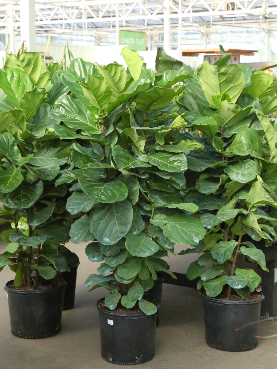 Ficus Lyrata ‘Fiddle Leaf Fig’ Bush 14”