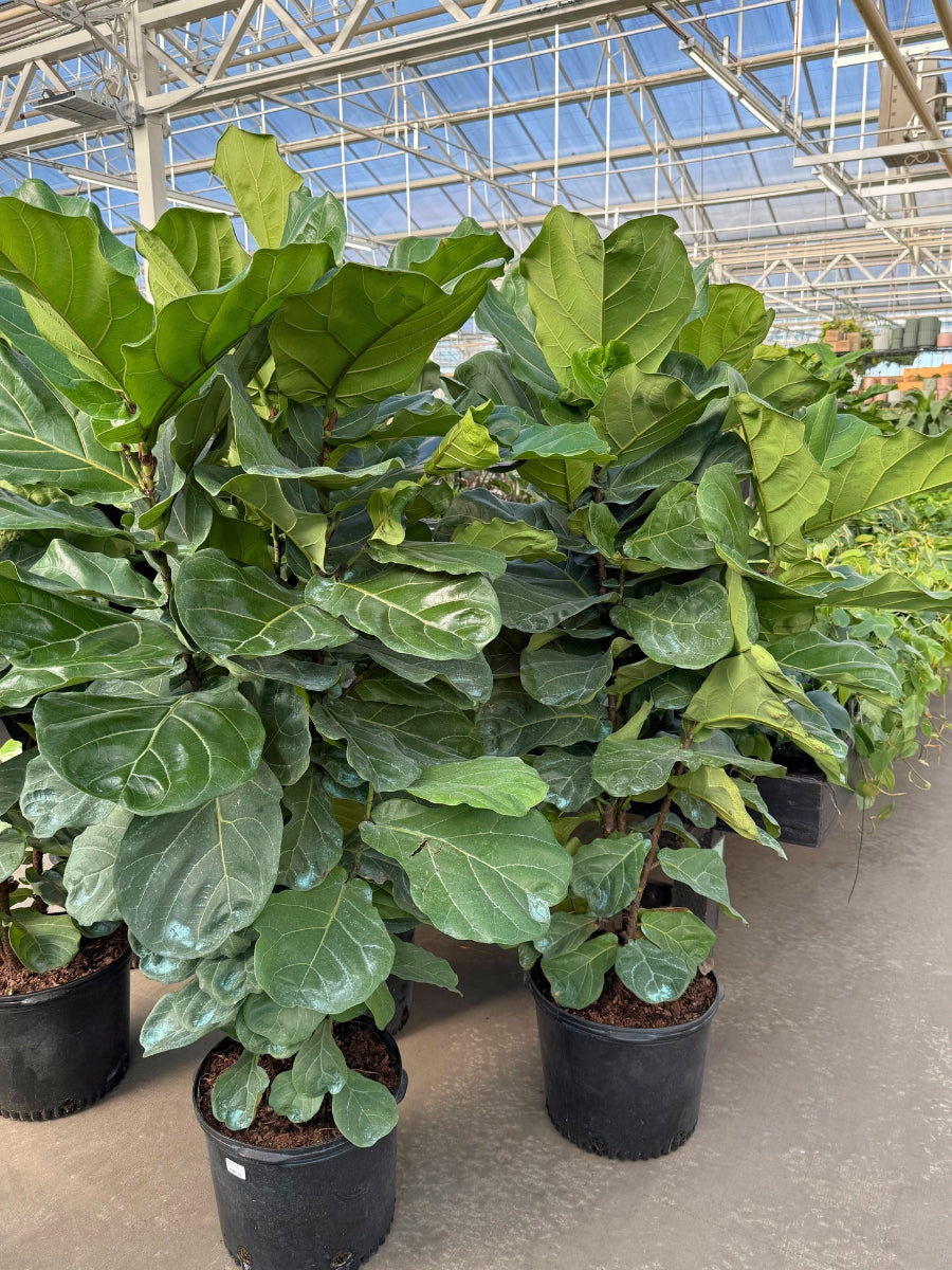 Ficus Lyrata ‘Fiddle Leaf Fig’ Bush 14”