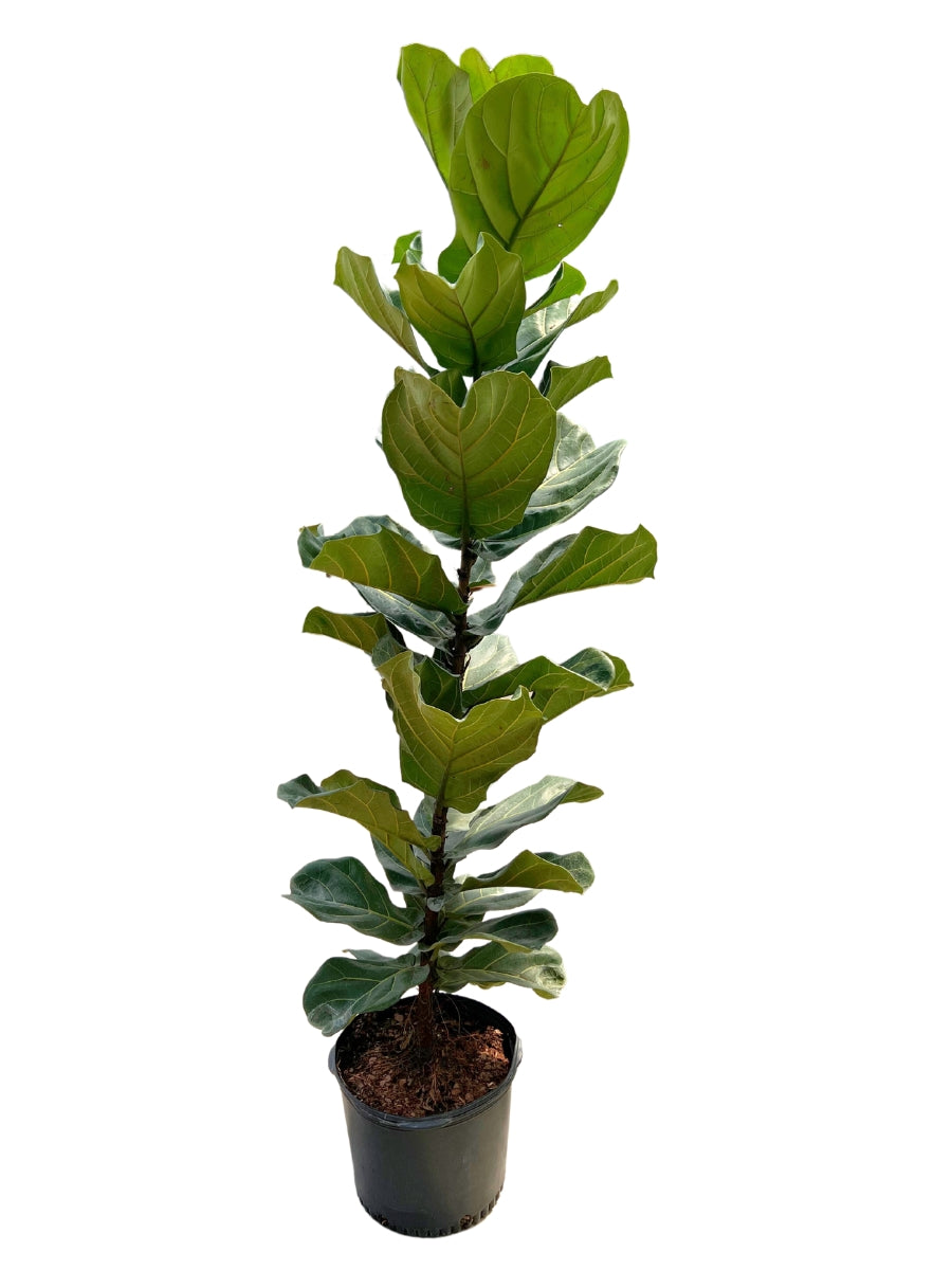 Ficus Lyrate Fiddle Column 14