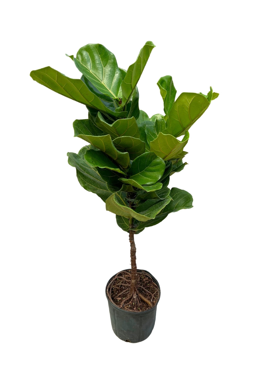 Ficus Lyrata Fiddle Standard 10