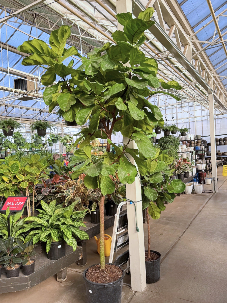 Ficus Lyrata 'Fiddle Leaf Fig' Standard 17