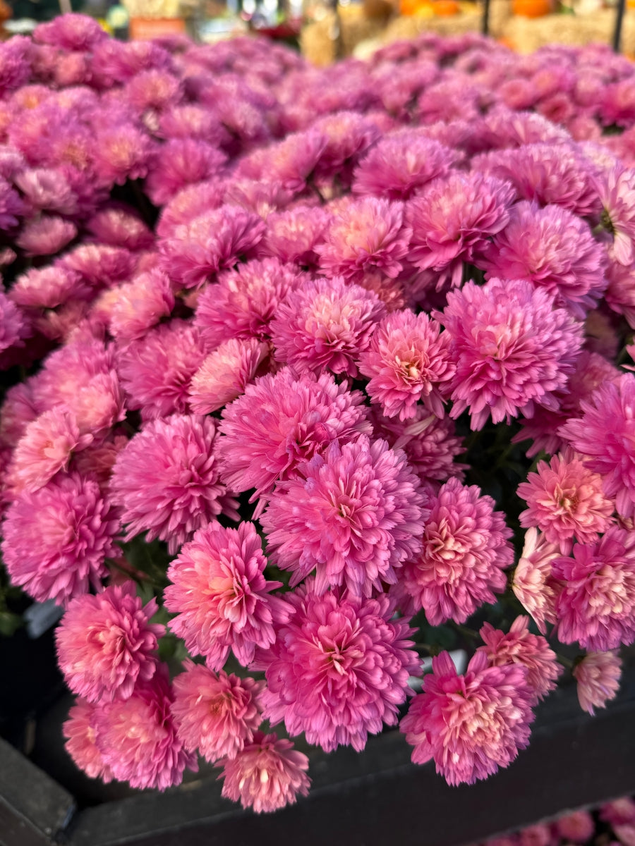 Mum 'Flamingo Neon Pink'