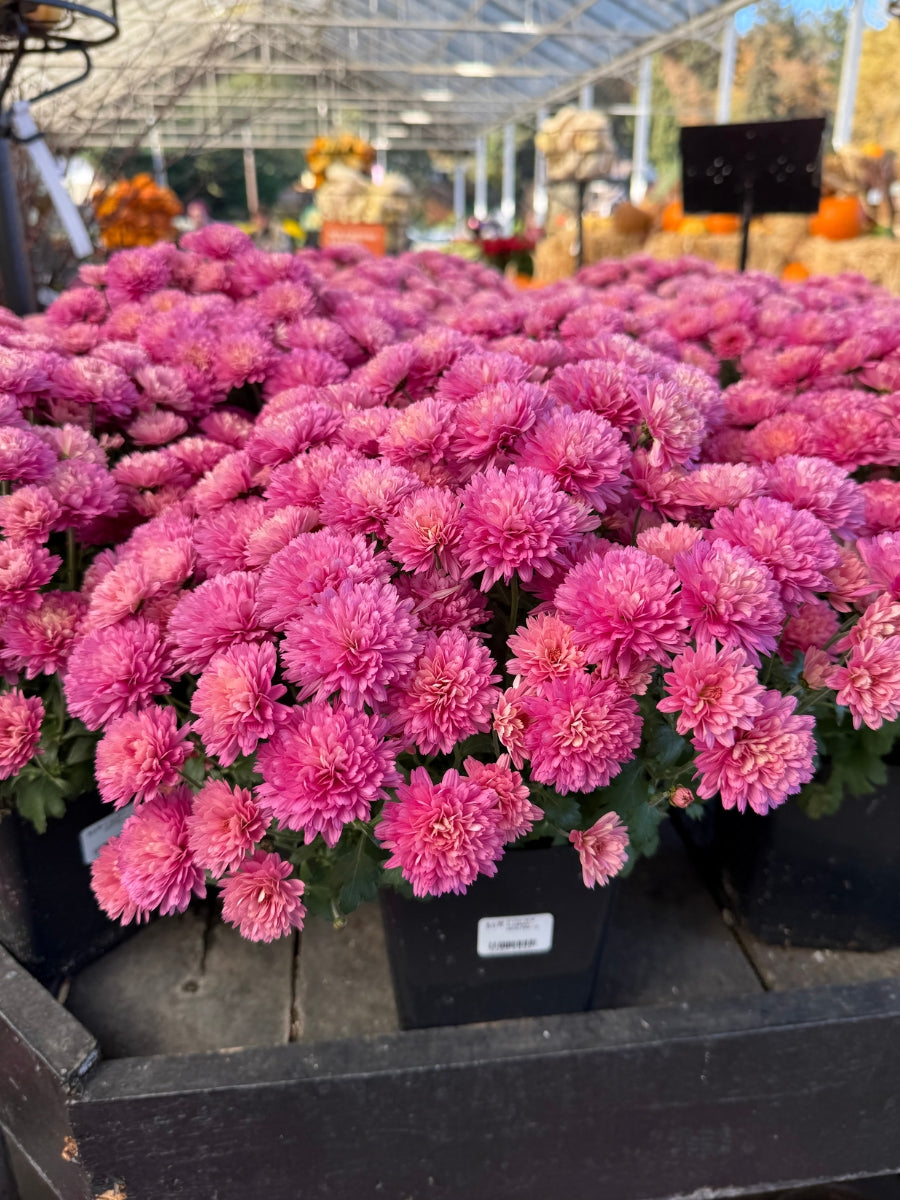 Mum 'Flamingo Neon Pink'