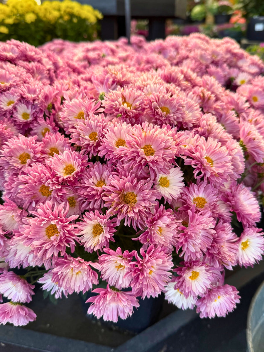 Mum 'Stellar Pink'