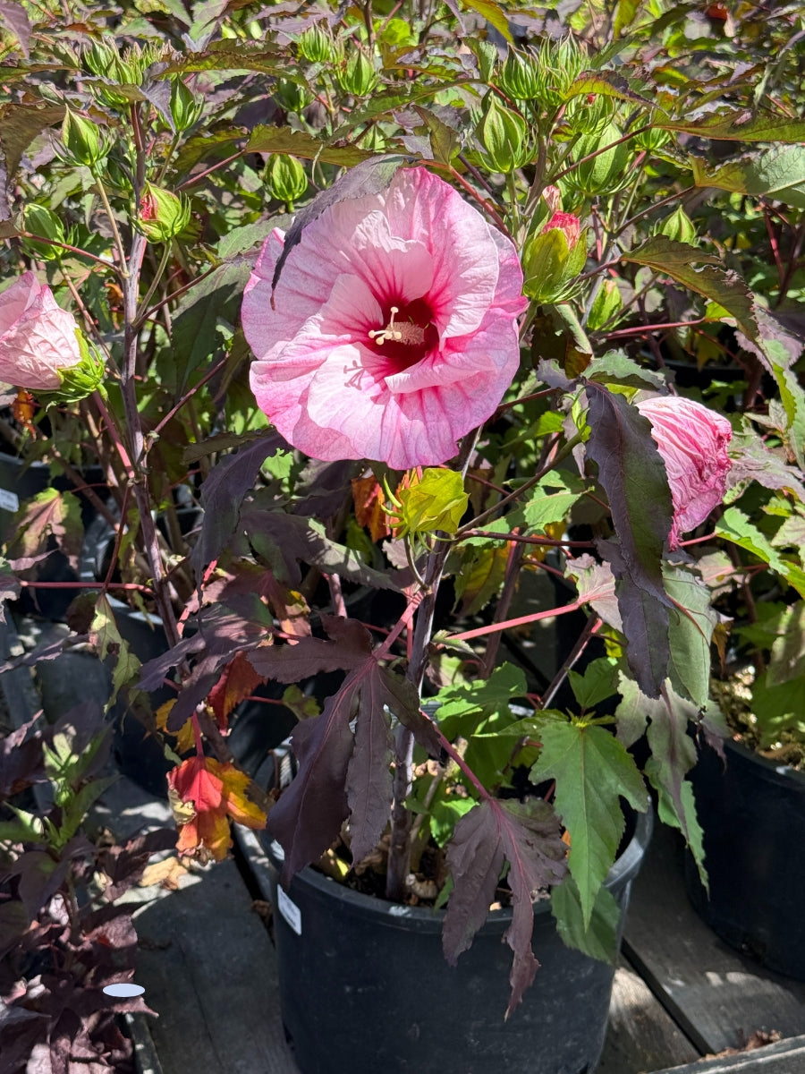 Hardy Hibiscus Pink Candy 5G