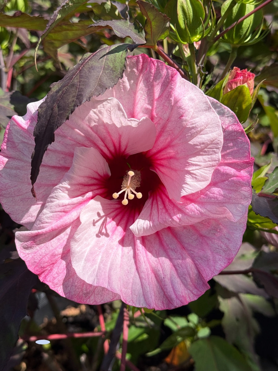 Hardy Hibiscus Pink Candy 5G