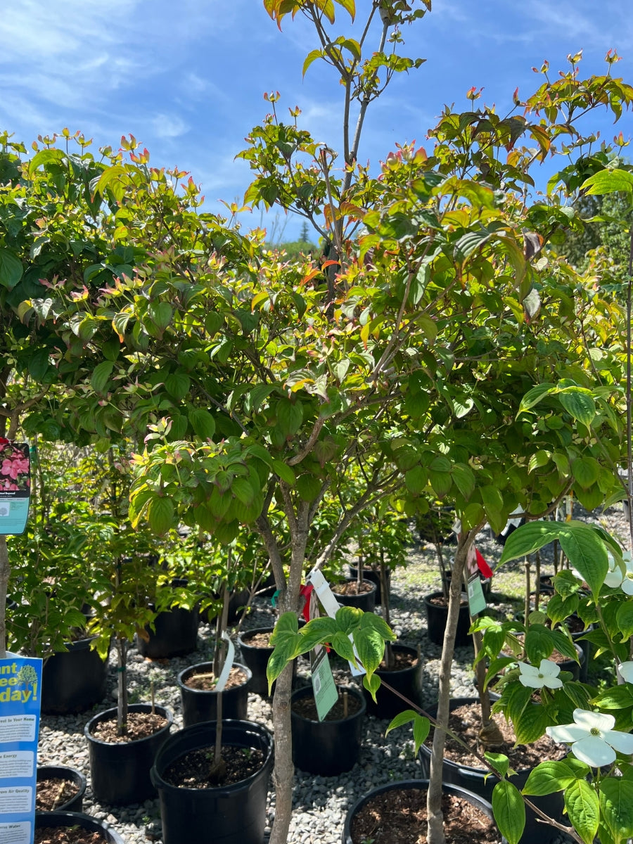 Watson's Greenhouse 