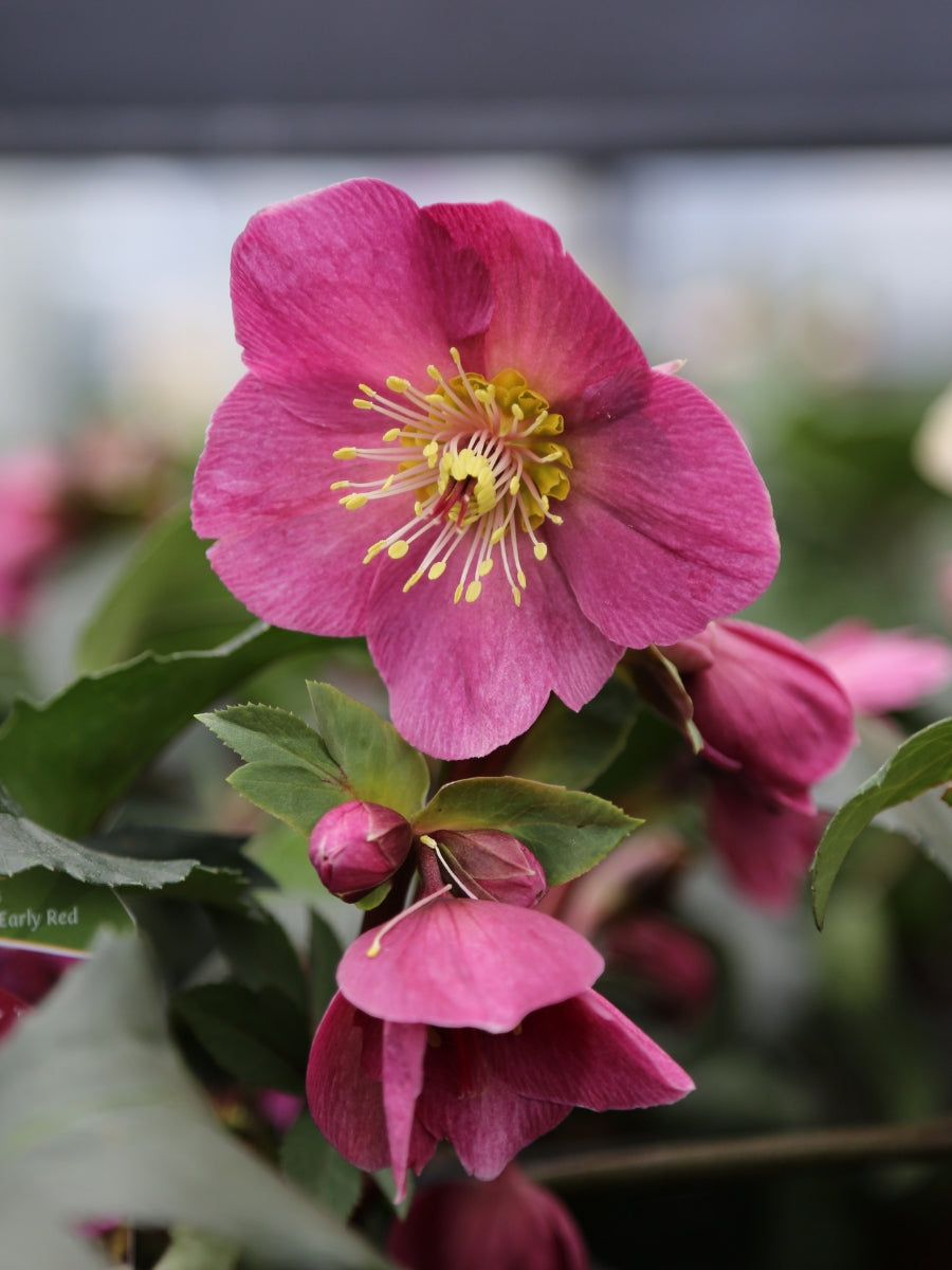 Hellebore Ice N' Roses 'Early Red'