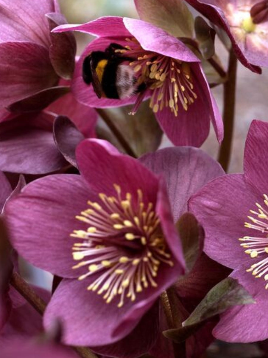 Hellebore Ice N' Roses 'Early Red'