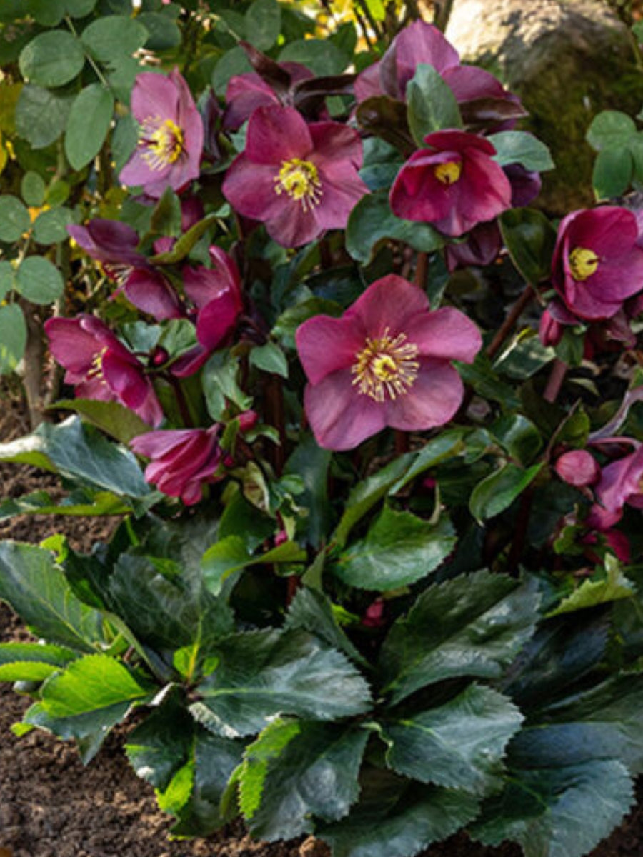 Hellebore Ice N' Roses 'Early Red'